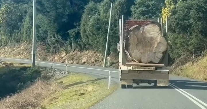 A  Footage of a Giantic tree being Transported in the back of a truck has causes Uproar